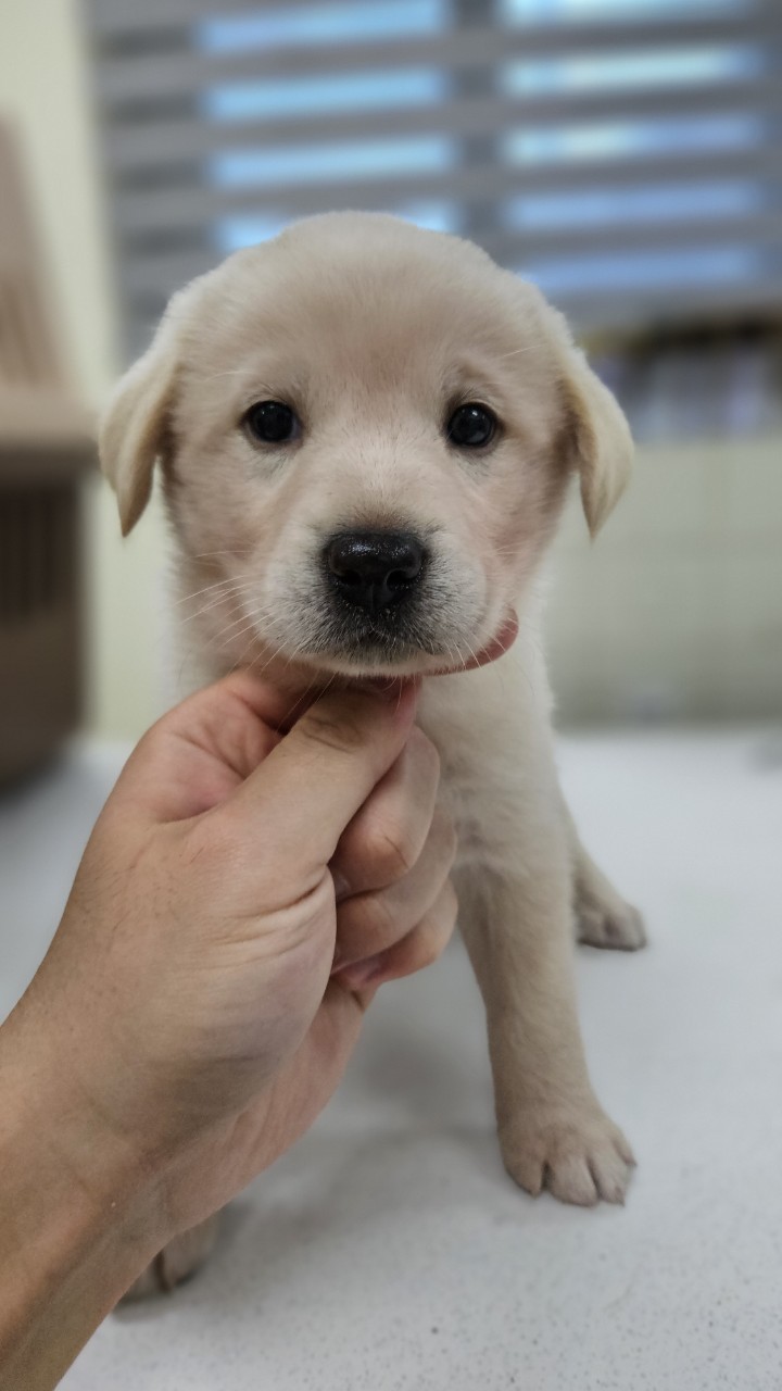 아산동물복지지원센터_444452202402236